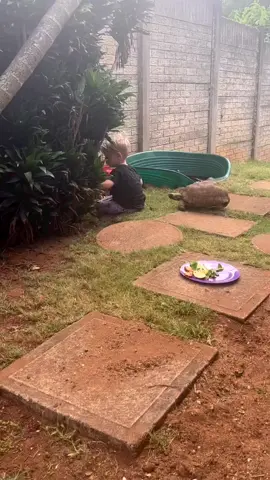 #fypシ fypspotted# foryou# #The turtle pushed the boy# #boy# turtle #garden#turkey #instagram# twitter# reels# #tiktokph.🇵🇭🇸🇦🇨🇷 #ofw.🇵🇭🇸🇦🇨🇷#foryou# #❤❤❤ 