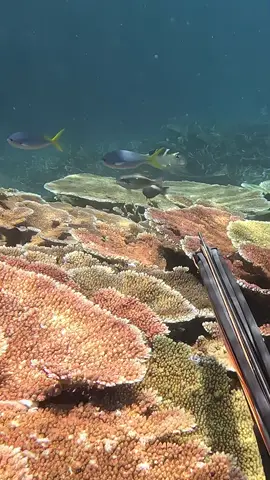 Isnt normally that easy to get close to a Mu #fyp #spearfishing #fishing 