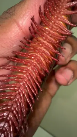 Up close view of my Giant African Millipede! #arthropods #insects #bug #spider #animals #fyp #fypシ #foryoupage 