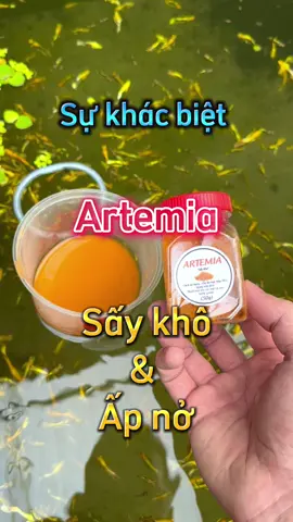 So sánh sự khác biệt giữa “Artemia sấy khô” và “Artemia ấp nở” #thetrieuguppyfarm #vothetrieu #cabaymau #ca7mau #review 
