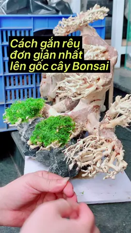 Gắn rêu thuỷ sinh lên lũa bonsai theo cách đơn giản nhất #thuysinhtim #aquarium #thuysinh #moss #rêu #bonsai 
