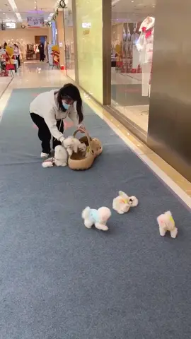 🥰🥰🥰#cute #pet #teacupdogs #dog #fyp #dogsoftiktok #foryou 