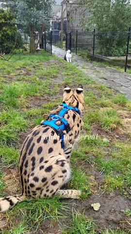 Rafiki&Happy😂All animals posted here are members of our family🐾🥰#serval #cats #catsoftiktok #pets #PetsOfTikTok #gatos #animals #animales #chats #animalsoftiktok #fy #catlover #catlovers #cattok #cat #funnycat #animallover #exoticpet #exoticpets #fypシ #fyp #servalcat #cutecat #cutecats #cutecatsoftiktok #feline 