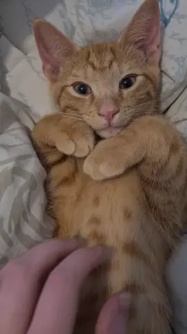 Watch Mango fall asleep 💤 #peaceful #relax #catsoftiktok #cattiktok #LifeWithCats #gingercat #SweetKitten #catslife #TikTokCats #pets #PetsOfTikTok #purr #purring 