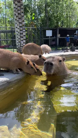The cutest capy fam around #capybara #capybaby #capybaratiktok #capybaralove #fyp #foryou #amazinganimalsinc 