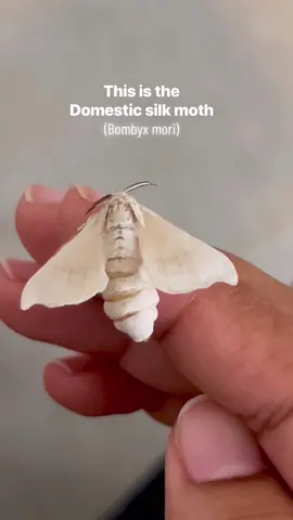 With cake like that, they deserve the brightest of lamps 🤍 #moth #domesticsilkmoth #bombyxmori #foryoupage #fy 