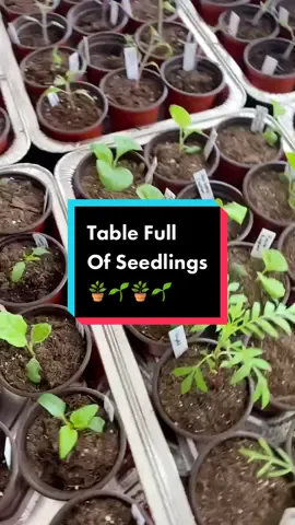 Potting up takes forever! I have no idea what I’m going to do with the other 80 plants! #seedstarting #growfood #gardeningismytherapy 