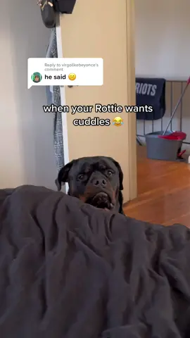 Replying to @virgolikebeyonce MASTER MANIPULATOR 😂😭 #PetsOfTikTok #dogsoftiktok #rottweilersoftiktok 