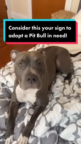 This is your sign to adopt a Pit Bull! We know just where you can get one! Save a life and give a Pit Bull in need a loving home at KenneltoCouch.org.  Support an at-risk Pit Bull today and get an awesome T-shirt! Click the link in our profile to get yours!  🎥 shared from @arya.thepit  #pitbull #pitbullsoftiktok #pitbulllove #adoptdontshop #dogsoftiktok #adoptadog #doglover #dogs #adoptapitbull #adoptable #adoptabledog #kenneltocouch #dogrescue #dogcharity  #fyp #fypシ #fypage #dogsoftiktok #doglover #dogsoftiktokviral #doggo #doglove #pittiesoftiktok #pittie #pibblesoftiktok #pibble 