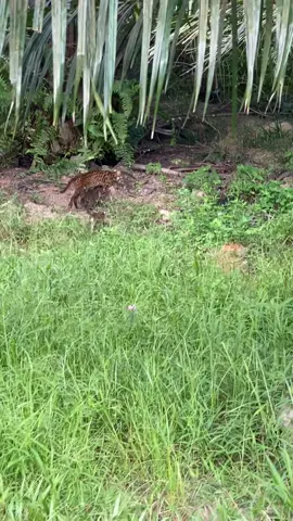 Harimau dalam Ladang kelapa sawit🐯🐯🐯#harimau #seram 