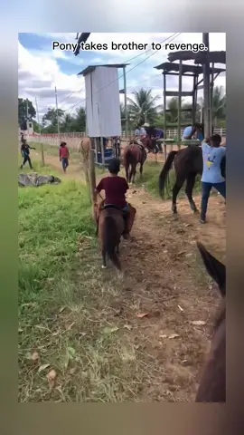 arrogant pony.#horse #fyp #lovehorses #training #ride #funny 