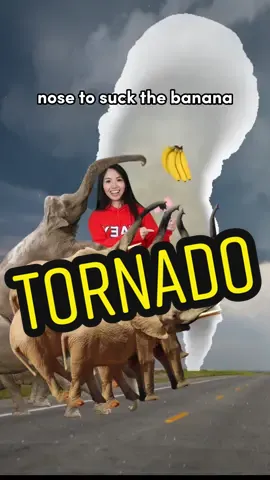 Replying to @🌜_thedove_🌛 What should I stop next? #YAEY #howto #howtoyaey #tornado #elephant 