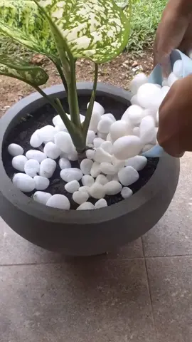 Flower Decorate with White Stone 🤗🌱☘️🌿😊🌻#flowerpot #decoration #whitestone#tiktok 
