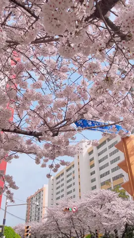 Spring in South Korea~ how can you not fall in love with this season?! #spring #southkorea #southkoreatravel #seoul #busan #seoultravel #busantravel #travelkorea 