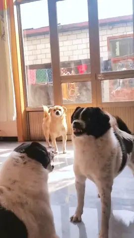 yellow dog Persuade a fight。#dog #dogsoftiktok #dogenthusiasts #cutepet #fyp#foryou 