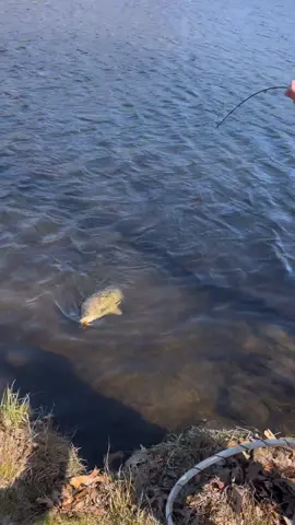 Can’t get em all………🤦🏼‍♂️#fishon #fishoff #thegreatoutdoors #carpfishing #carp #fishtok #funnyvideos 