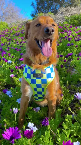 Have a beautiful sunshiny day 🧡 #goldenretriever #goldens #golden #retrievers #retriever #pettiktok #foryoupage #fyp #dogsoftiktok #spring 
