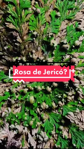 Selaginella lepidophylla  Aunque no es la verdadera rosa de jericó así se le a llamado por muchos años y se le atribuyen múltiples beneficios y tu la conocías? #plantaholic #experience #plants #fypシ #plantsmakepeoplehappy #follow #plantasdeinterior #plantsdaddy #aroidslovers #plantdaddy #goodmorning #salud #selaginella #rosadejerico #plantadelaresurrecion #creencias #popular #brujeria #mitos 
