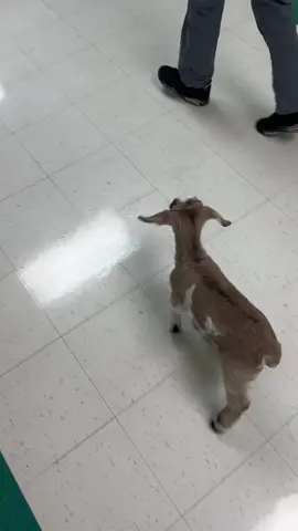 Baby goat tours the junior high school -  6th Grade Social Studies with Mocha 😍🐐🌎#entrepreneur #goat #goatbaby #goatkid #kidding #goatfarm #goatfarmer #blackfarmers #kennedaletexas #kennedale #farmer #juniorhigh #blackcowboy #blackcowgirls 