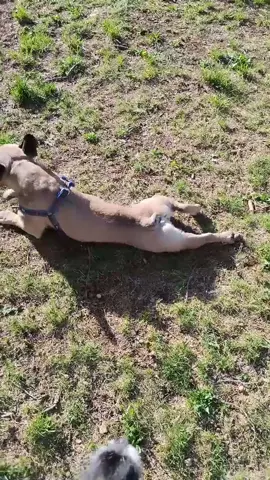 Tutorial 🐕🤣🐕🤣 #frenchbulldog #frenchie #frenchiesofinstagram #dogsofinstagram #dog #frenchies #frenchielove #puppy #bulldog #frenchiepuppy #frenchbulldogsofinstagram #dogs #frenchieoftheday #frenchielife #puppylove #frenchiesociety #frenchbulldogs #bulldogfrances #frenchiegram #puppiesofinstagram #Love #instadog #dogstagram #bulldogsofinstagram #bulldogs #puppies #instafrenchie #doglover #bully #bumersworld