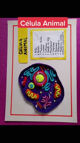 #célulaanimal #plastilina #escolares #trabajosdeescuela #hobbies 