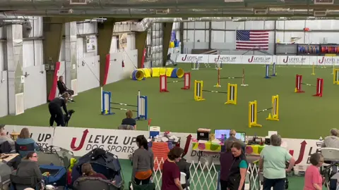 Zharia tried so hard and i completely failed, but hey at least this funny video came out of it 🤣 @demidog_designs #demidogdesigns #dogagility #DogTraining #dogtrainingfail #dogshowfail #agilityfail #dogtrainer #imaworkinprogress #doglover #2023goals #dogsoftiktok 