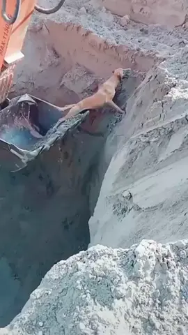 rescue dog 🐕#StoryAnakTambang #StoryTambang #AnakTambang #StoryPertambangan #BreakerExcavator #AlatBeratExcavator #AQUAUVAirPower #AnimalFunnyMoments #CuteAnimalVideo #FunnyAnimalsVideo #FunnyCuteAnimals #PetsOfTikTok #AnimalLucu #animallucky #FunnyAnimals #FunnyAnimalMoments #dog #DogsVideoTikTok #FunnyPetsOnTikTok #CuteDogVideos #dog #dogsoftiktok #doglover #doglove 