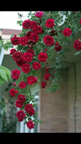 Tập 9 : Gặp nhau và yêu nhau là hai chuyện khác nhau. Nắm bắt nó khi bạn có cơ hội nhé . #stt #flowers #hoa #thiennhien #xuhuong #trending #fypシ 