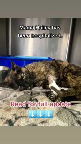 Mama Hailey Update! Our poor girl has been hospitalized 💔 When we brought her in this morning, she still had a fever of 104.9 and was turning yellow from juandice. There is worry that her liver has been affected, so she needs to be monitored closely.  We got x-rays done on her arm and abdomen. We had noticed stiffness in her arm, which isn't broken but does have soft tissue injuries from the attack. She is anemic from blood loss, and there is a worry that she has hemotropic mycoplasmosis from the bite wounds. The abdomen x-rays were to ensure there weren't more kittens left inside her that had not been born... luckily, there wasn't. She is currently getting more lab work done and is hooked up to iv fluids. We hate not having her with us, but know she is where she needs to be to get the best treatment possible.  Please consider donating to Haileys medical bills by visiting the link in our bio @catsofsanbernardino We will have further updates on her tomorrow. 