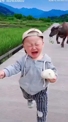 di kejar sapi hahahah #sapi #dikejar #kambing #animal #animals #gypsyrose #fyp #fypシ #fypdongggggggg #wkwk #help #china #ngakak 
