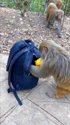 Shit! These monkeys are stealing my foof.#live #monkey #steal 