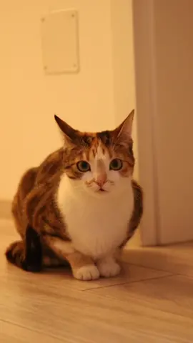 CHIC Vlog  👉🏻 De obicei ne vedem direct în sala de dans, dar de data aceasta am decis să îți arătăm și ce mai facem înainte de curs.  🤪 Da, avem și noi obiceiurile noastre, micile plăceri și desigur, pasiunea care ne unește și ne poartă într-o lume atât de frumoasă, dansul!  💜 Aruncă un ochi peste vlogul bucuroșilor să vezi despre ce e vorba!  ✅ Vestea buna e că-i poți cunoaște și la noile clase de Kizomba din 3 aprilie!  👉🏻 19:00-19:50 Începători  👉🏻 20:00-20:50 Intermediari  📍 Link înscriere in bio Ne vedem la dans!☀️  🎥 @mihaidragan_  #kizomba #dance #happy #happyness #cluj #clujnapoca #daily #routine #smile #kizombadance #kizombamusic #cesafaciincluj #kizombaworld #kizombaworkshop