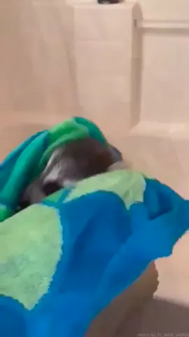 Baby raccoon after a bath 