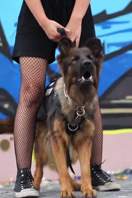 Die Ratte letzten Sommer. Bald mach ich mal neue Videos #hund #dog #fyp #fy #schäferhund #shepherd #germanshepherd #gsd #dsh #deutscherschäferhund #langstockhaar #bellen #bark 