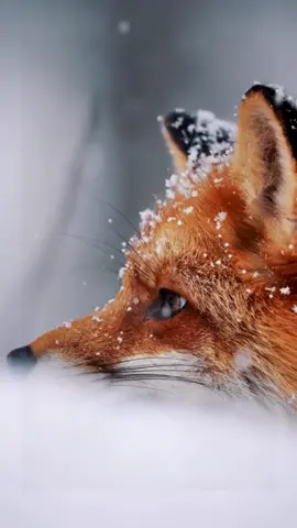 What a cute for #wildlife #foryou #fpy #animals #birds