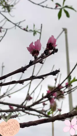 ✨PEACH BLOSSOMS✨ peach tree is looking so pink 🫶🏼😍 #peaches #peach #peachtree #peachblossoms #morningvibes #peace #calming 
