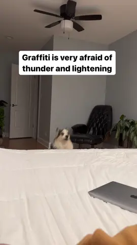 Graffiti is a big baby when it comes to thunder and lightening 🥺. He gets so freaked out by it. Brady only gets uneasy because of Graffiti and will want to sit in my lap, and Graffiti requires suffosnuggles to feel better. He will literally hug your face all night 🥹. We have such cuddly, needy, big, heavy corgis 😅.  #needydog #dogcuddles #pembrokewelshcorgi #corgis #dogmom