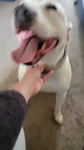 Trying to leave a high anxirty dog home alone to take her brother to the groomer...NEVER again! #pittie #pittieesoftiktok #dogsoftiktok #dogproblems 