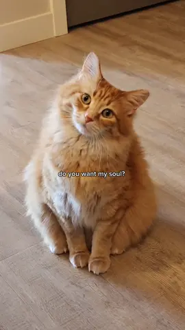 Head tilt > mind control 🤔 #catsoftiktok #foryourpage 