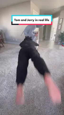 Tom and Jerry in real life