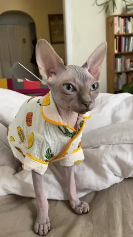 Cora loves her new pjs 😻 #catsoftiktok #sphynxkitten #kitten #sphynx #catclothes #fyp #fy #petdressup #fyp #fy #nakedcat #kittensoftiktok 