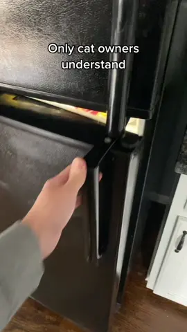 I hope the real ones understand this 🤝 #catsoftiktok #cattok #catsandboxes 
