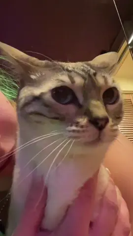 Moral of the story.. Whiskey might be a ninja🥷 #catsoftiktok #whiskeythecat #catmom #collectionroom 