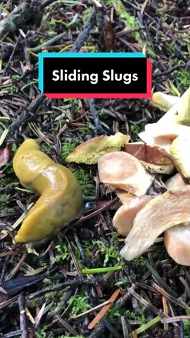Check out these silly slugs sliding around the forest floor. These are #BananaSlugs #Ariolimax species, found along the west coast of North America. . Contained within slug slime is a potent cocktail of water loving (hygroscopic) proteins than absorb water creating a gel, upon which the slugs glide effortlessly. These proteins also serve as a potent defense against would be predators, immediately numbing and sucking dry the mouth of anything trying to eat the slug. The slug trail is also laced with pheromones that help them locate and assess potential mating partners. .. As with other slugs and land snails, they have a distinctive opening (seen here in this video) on the right side of their mantle. This is the pneumostome, it is a respiratory breathing hole that opens and closes to assist with gas exchange. It is also where they mate, reciprocally inserting their epically long penises to exchange gametes (slugs are hermaphroditic).  . I went to UCSC for undergrad where a freshman right of passage was to lick a banana slug, but PLEASE DO NOT LICK THEM! Banana slugs are amazing mascot, but licking them will stress out the slug and numb your mouth. Just enjoy the slugs without disturbing them, if anything, help them out by offering them a tasty mushroom! . #bananaslug #slug #slugs #wildlife #animalphotography #slime #funny #naturehumor #goslugs #ucsc #ucsantacruz #fascinatedbyfungi #biology #sciencetok 
