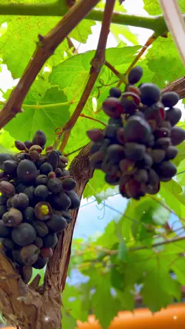 Opening this September but you can visit now for FREE. Gracia de Davao Floral n’ Vineyard in Dujali, Davao del Norte 🇵🇭