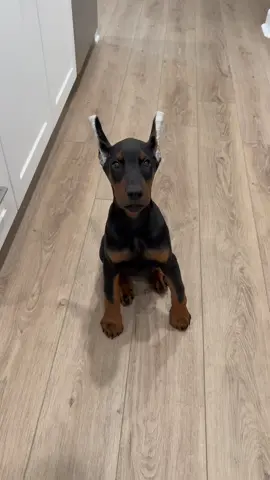 Let the ear posting process begin 😈 #dobermanpuppy #dobermann #dobermanpinscher #dobermans_of_tiktok #earcropping #europeandobermansoftiktok #fyp #earposting #badass #transformation #dontmesswithus 