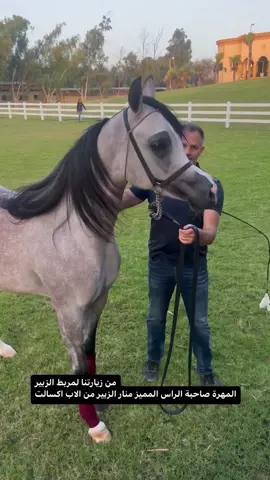Manar alzobair  Sire / Exxalt  Dam / star of alzobair by ajman moniscione  Super filly  Breeder and owned ALZOBAIR STUD