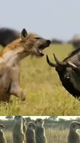 antelope vs hyena#animal #wildanimals #antelope # hyena 