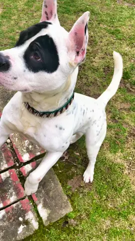 Mighty 🐚 @daisysdogcollars #dogcommunity #dogcommunityfyp #dogcollars #dogcollar #americanbulldog #americanstaffordshireterrier  #apbtmix #bullybreed 