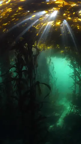 The underwater forests of the ocean 🌊 Did you know kelp is not a plant, but rather large algae that can grow up to 150 feet? 🎥: @maxwelhohn